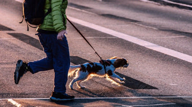 A man walks on the road holding a dog on a joxxbee leash
