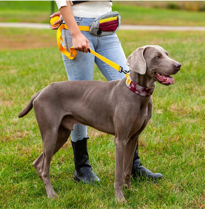 A person holding a medium sized dog with Outdoor Series  Adjustable Dog Leashes