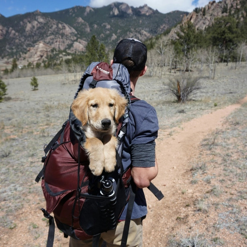 A man carrying a dog in a backpack made of aramid.